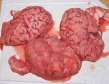 мозги говяжьи